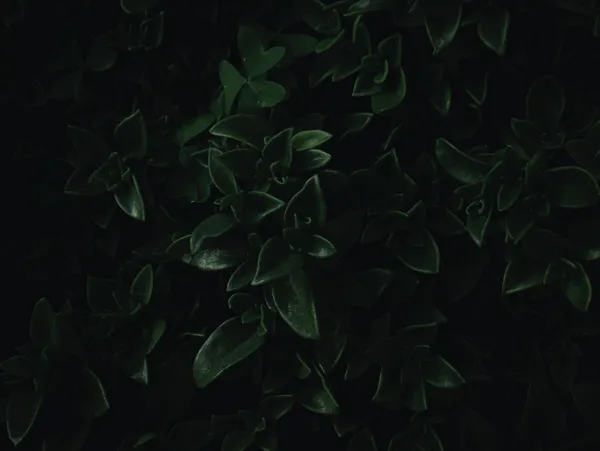 img of Hingga Sepi Berarti